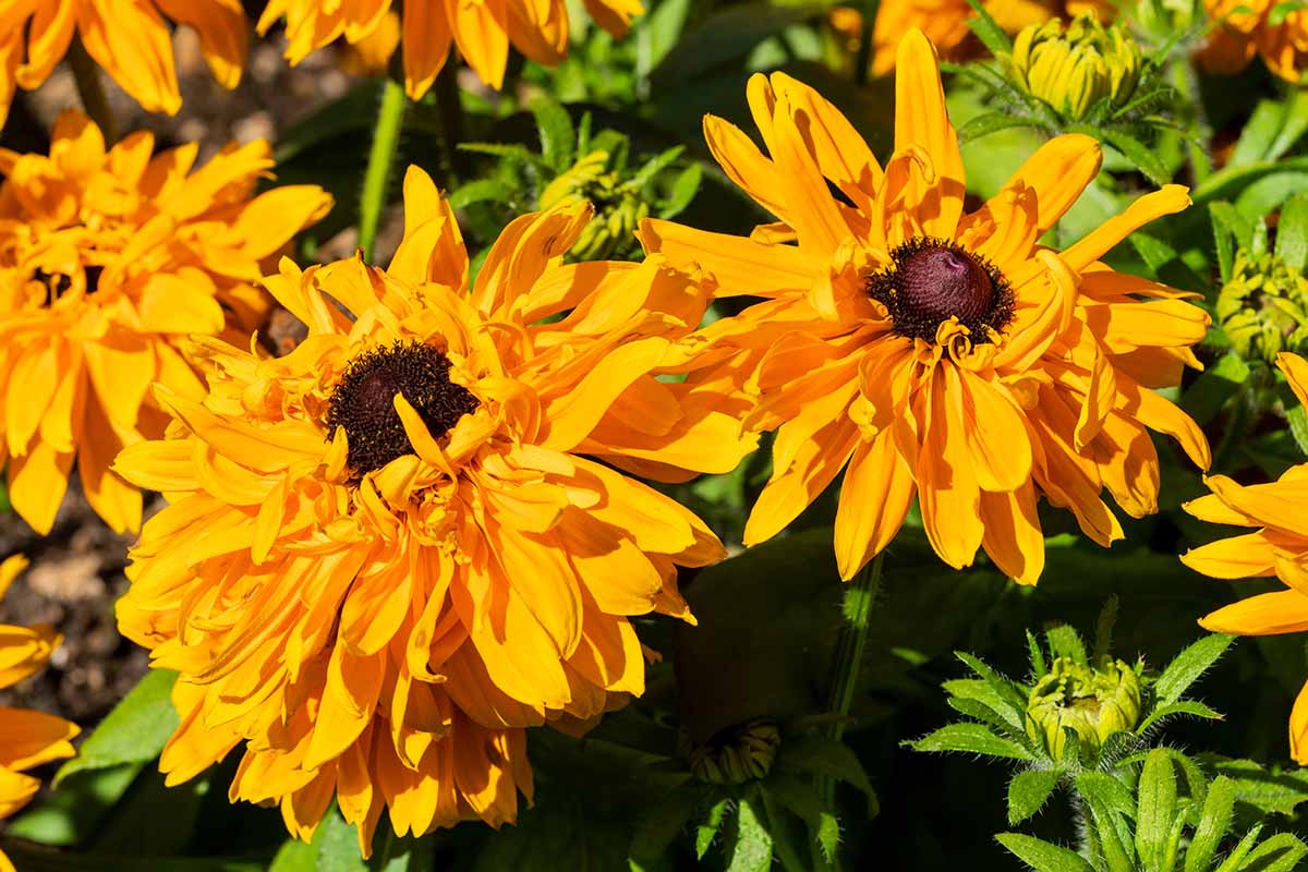 A close up of the bright orange 'Goldilocks' flowers growing in bright sunshine.