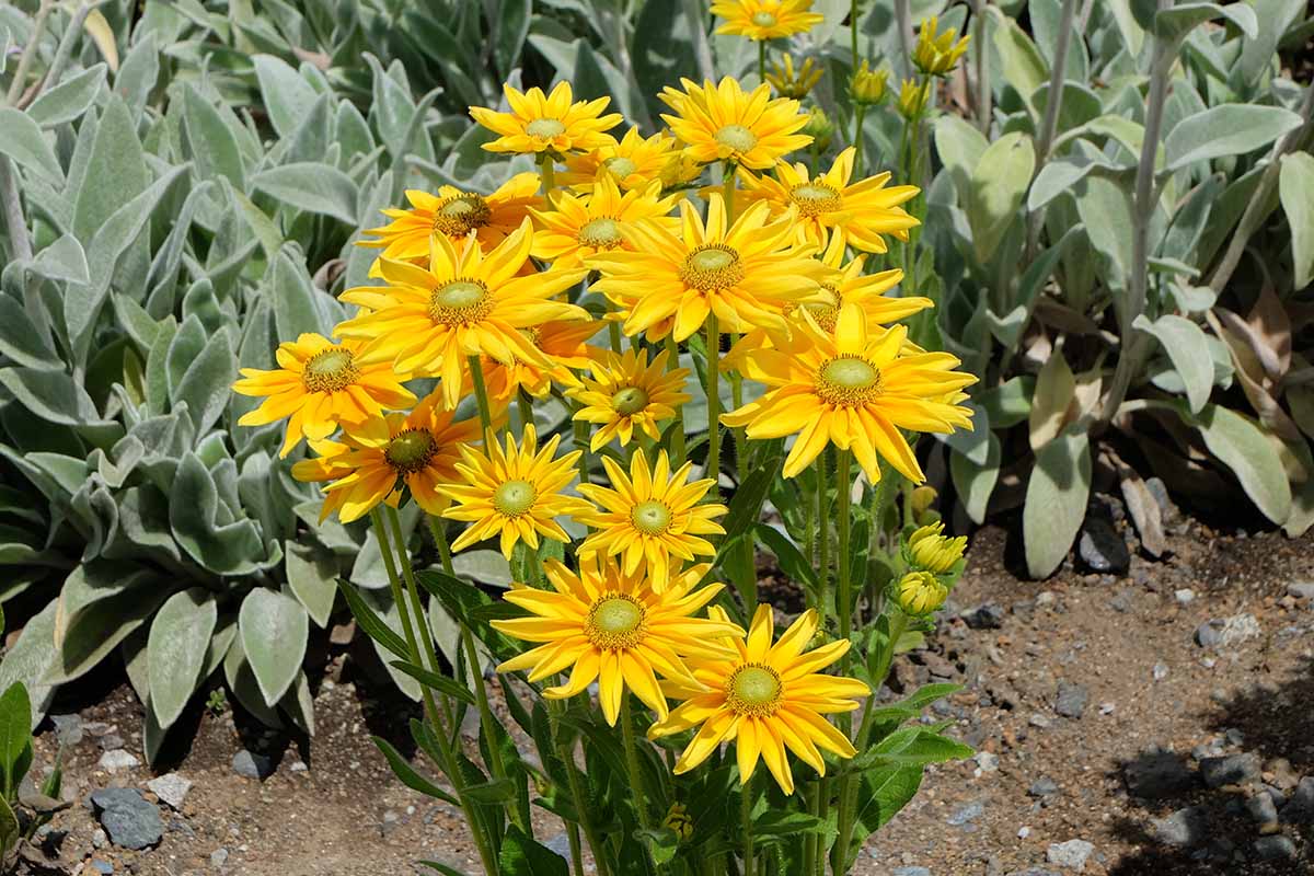 Bright yellow flowers with green centers of Rudbeckia hirta 'Green Eyes' growing in a garden border.