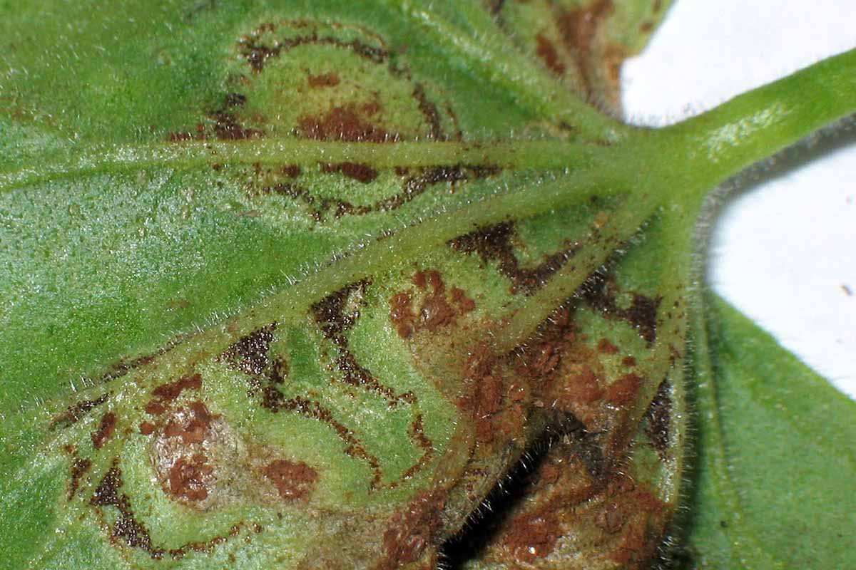 A close up horizontal image of the symptoms of rust on a green leaf.