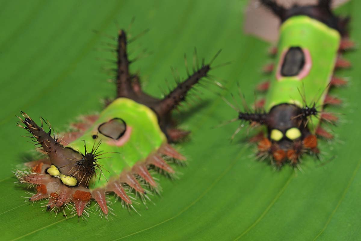 A close up horizontal image of saddleback caterpillars that look like aliens moving along a leaf.