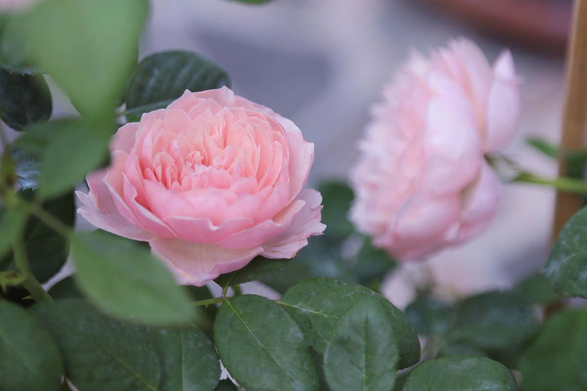 A close up of light pink Rosa 'Saint Ethelburga' flowers pictured on a soft focus background.