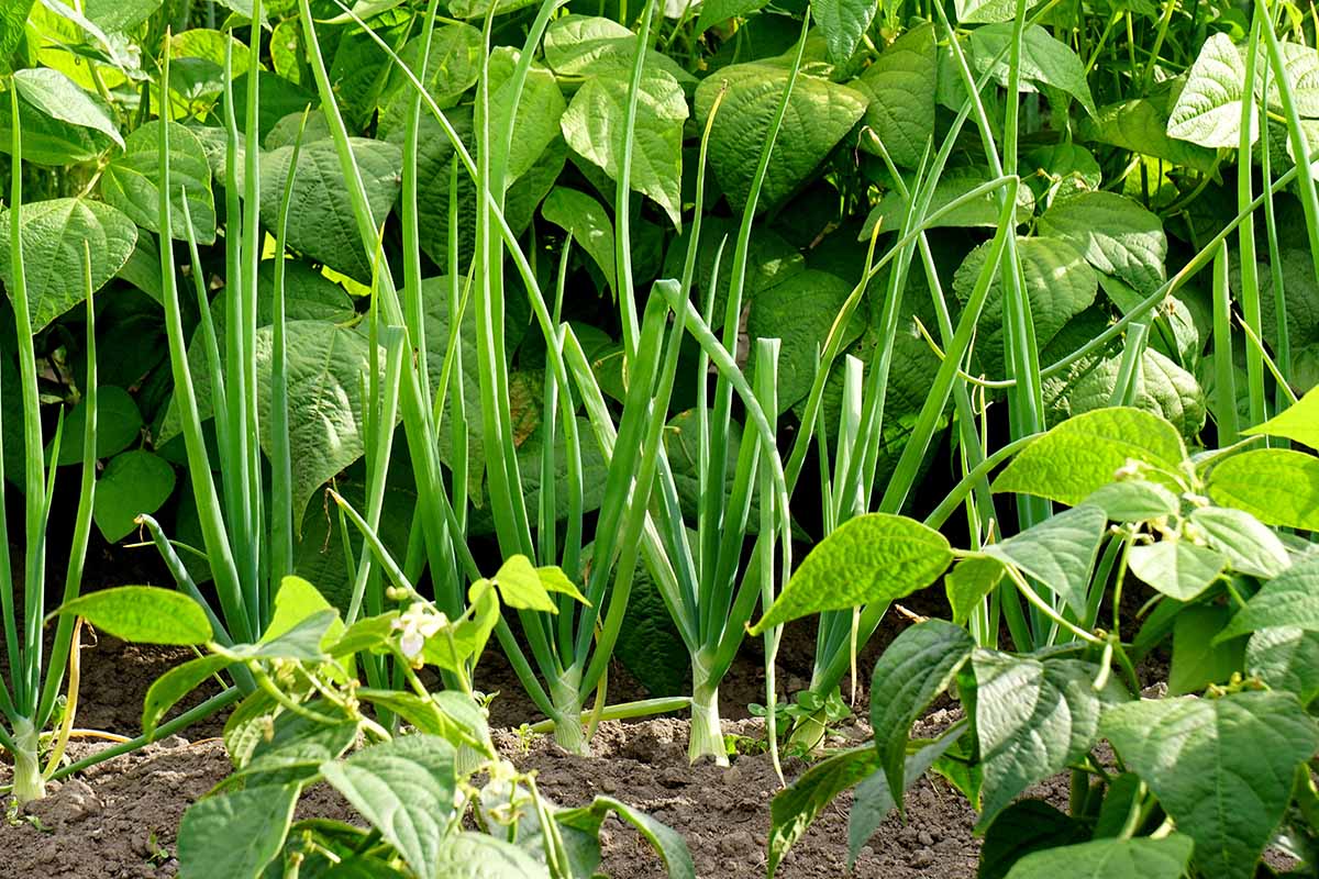 A close up horizontal image of onions growing with beans in a mixed planting.