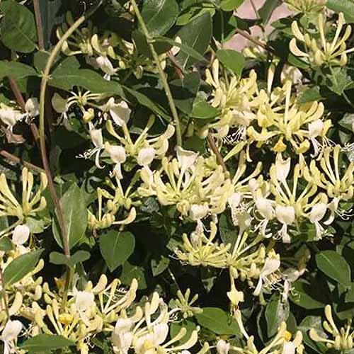 A close up square image of 'Scentsation' honeysuckle growing in the garden in bright sunshine.
