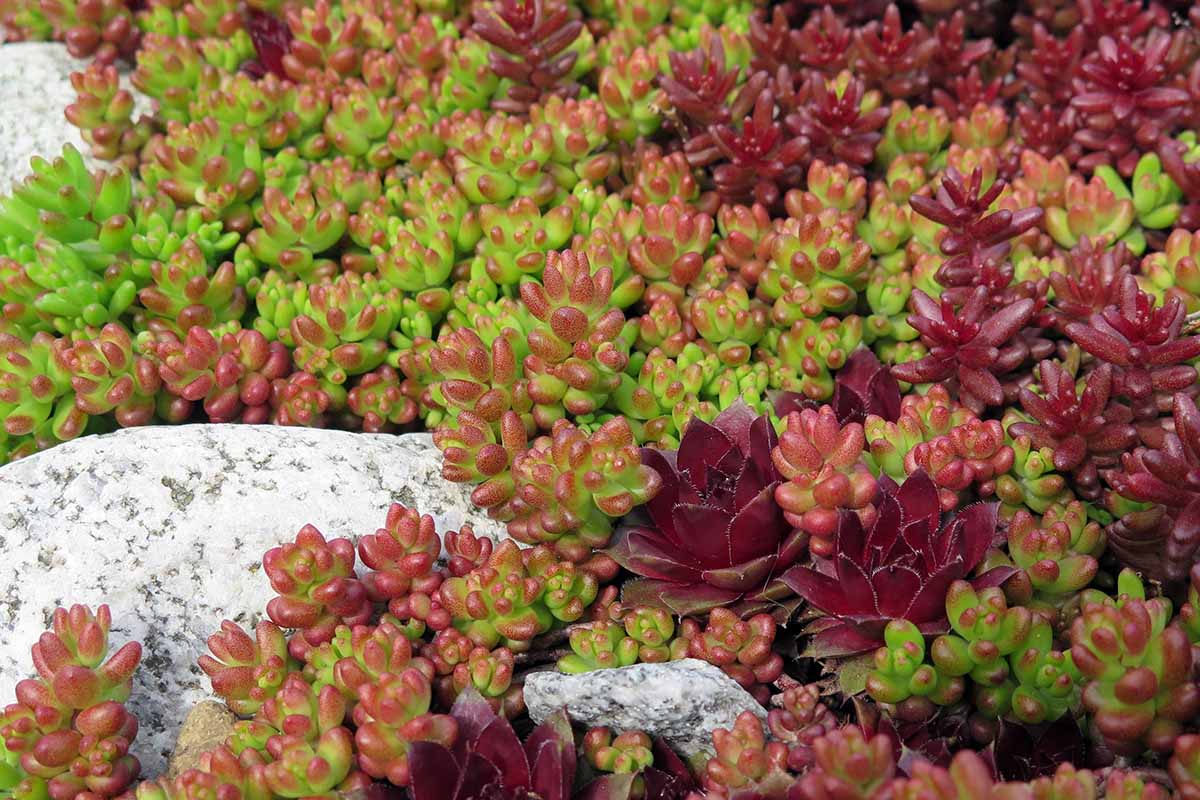 A close up of 'Coral Carpet' sedum growing in a rocky garden.