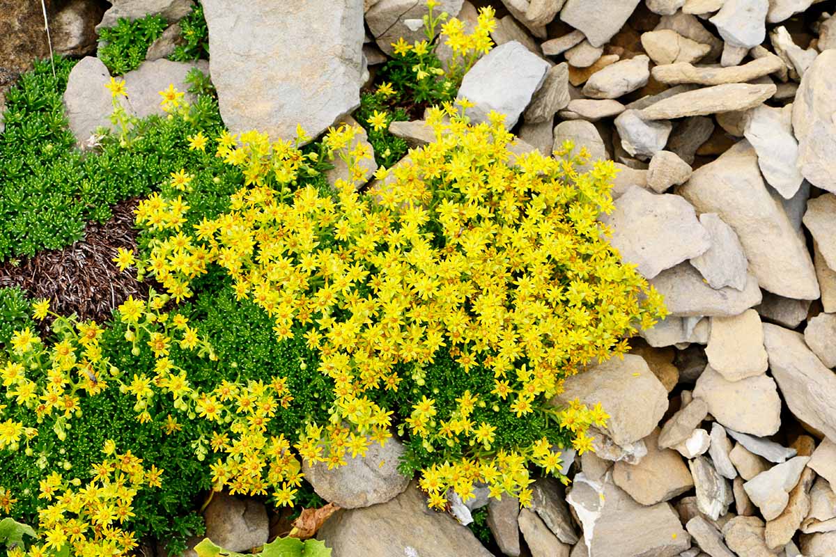 A close up horizontal image of the bright yellow flowers of ground cover Sedum acre growing in rocky scree.