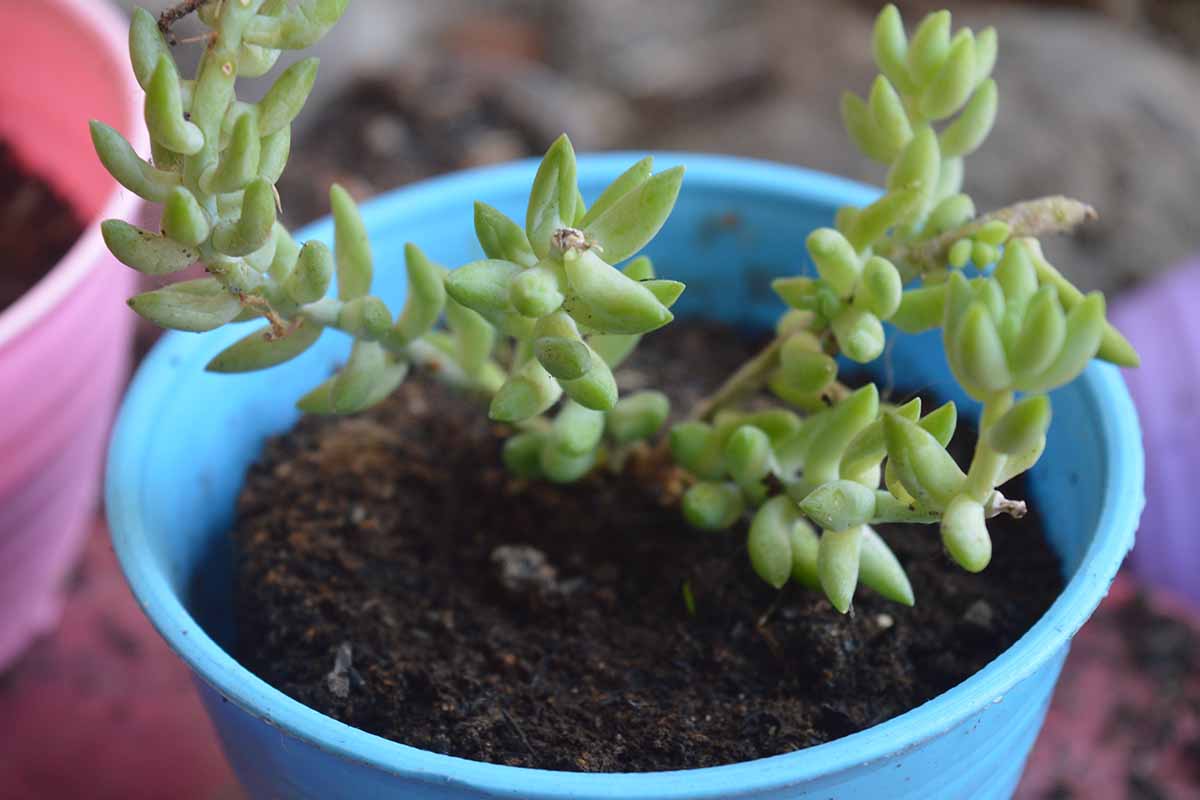 A close up horizontal image of sedum growing in a small blue plastic pot.