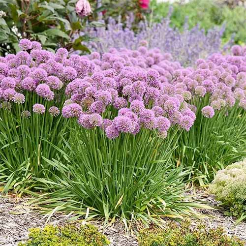 A close up square picture of light purple 'Serendipity' flowering alliums growing in the backyard.