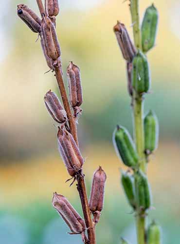 A close up vertical image of sesame growing in the garden pictured on a soft focus background.