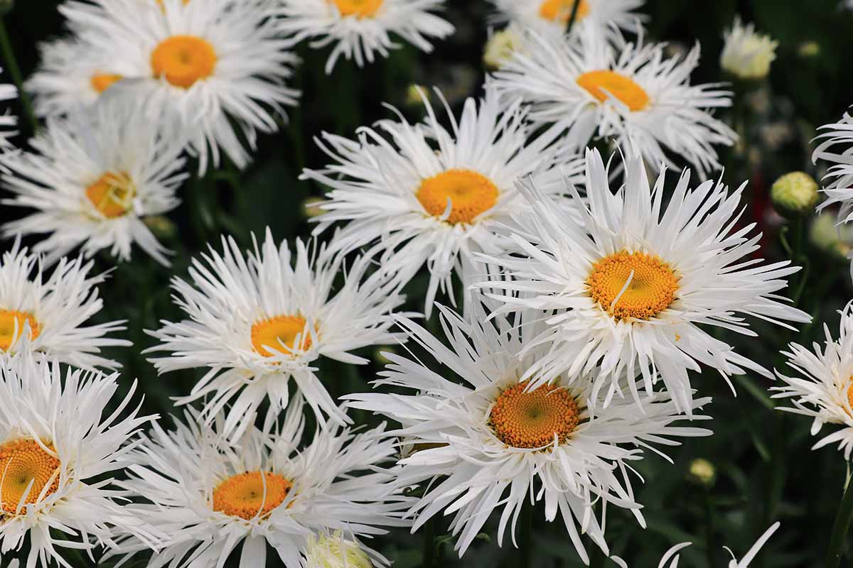 A close up horizontal image of Shasta daisy flowers growing in the garden pictured on a soft focus background.