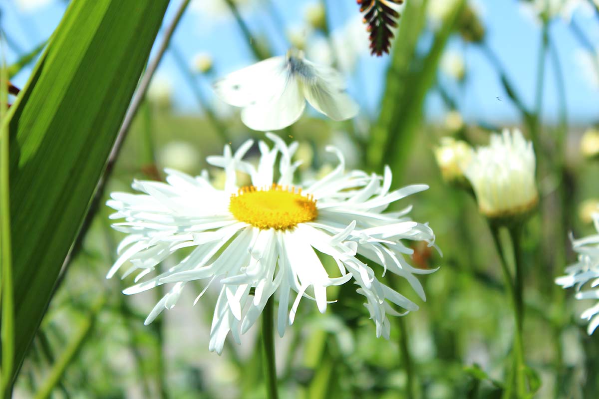 A close up horizontal image of a Shasta daisy flower growing in the garden pictured on a soft focus background.
