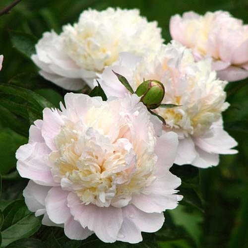 A close up square image of light pink 'Shirley Temple' Paeonia flowers pictured on a soft focus background.