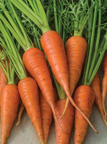 A close up of freshly harvested 'Short 'N Sweet' carrots set on a gray surface.