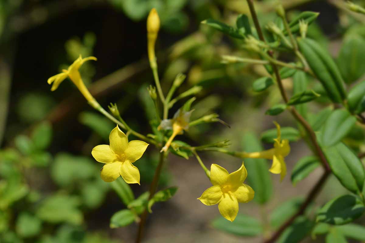 A close up horizontal image of the yellow flowers of showy jasmine growing in the garden pictured on a soft focus background.