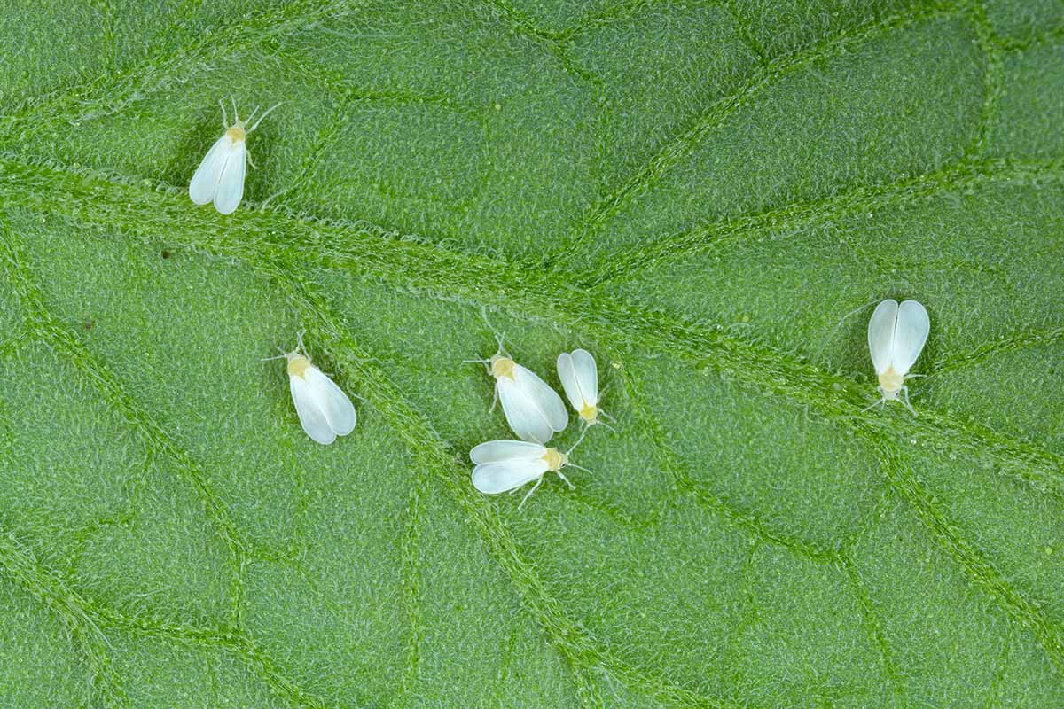 A close up horizontal image of whiteflies infesting a plant.