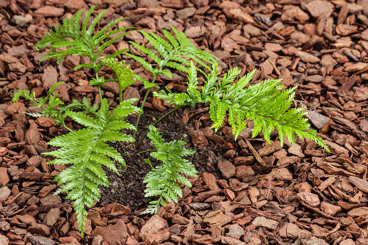 A close up of a small fern plant growing outdoors surrounded by bark mulch.