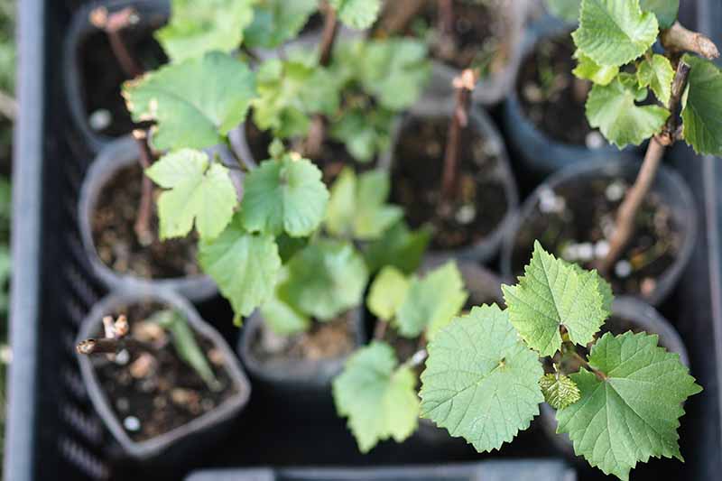 A top down horizontal image of seedlings in pots ready for transplant.
