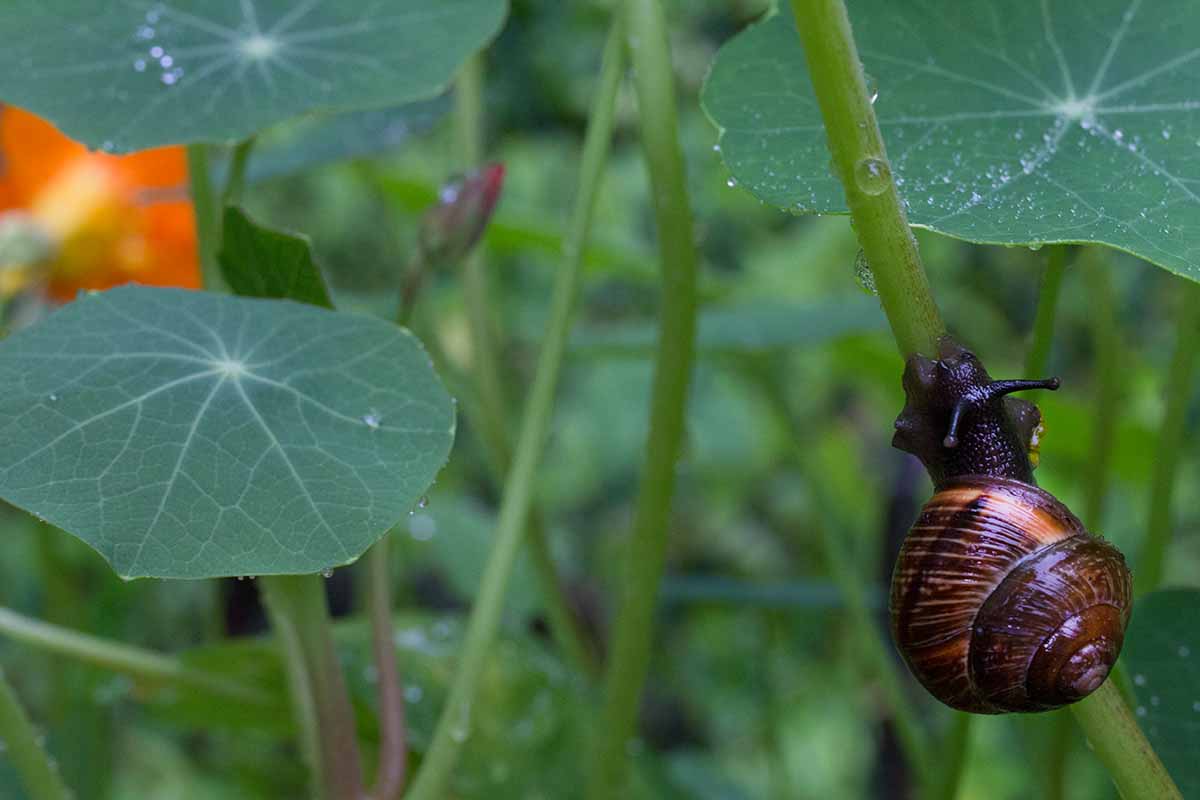 A close up of a snail moving its way up the stem of a nasturtium plant.