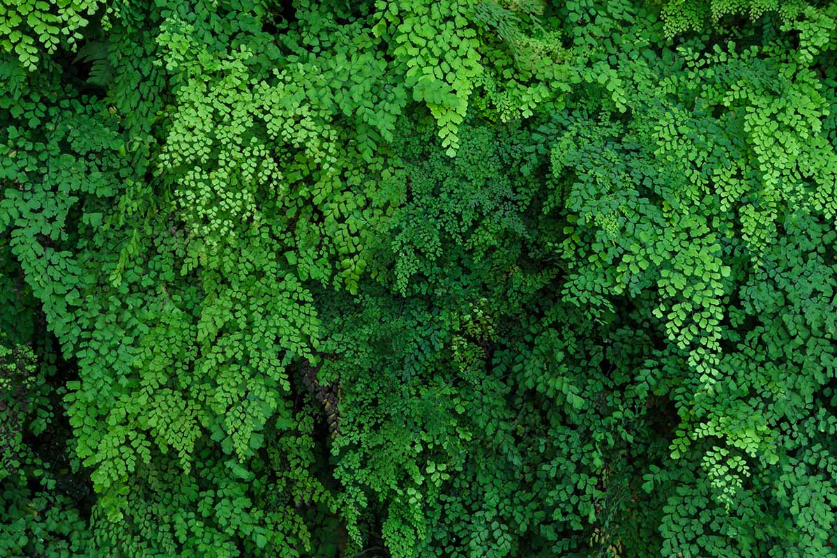 A close up of the bright green foliage of a large southern maidenhair fern plant growing outdoors. It looks like it might be taking over, to me.