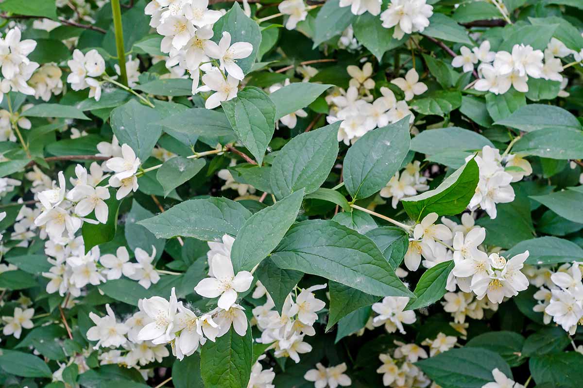 A close up image of the white flowers and deep green leaves of Jasminum grandiflorum growing in the garden.