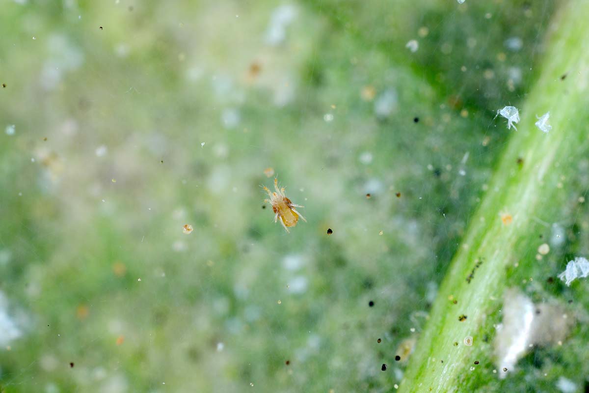 A close up horizontal image of a tiny spider mite infesting a plant.