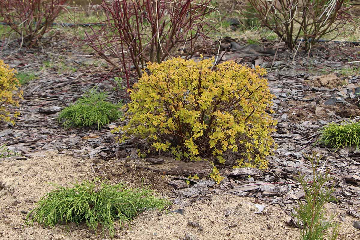 A close up horizontal image of a spirea shrub that has had a hard cutback in the fall.