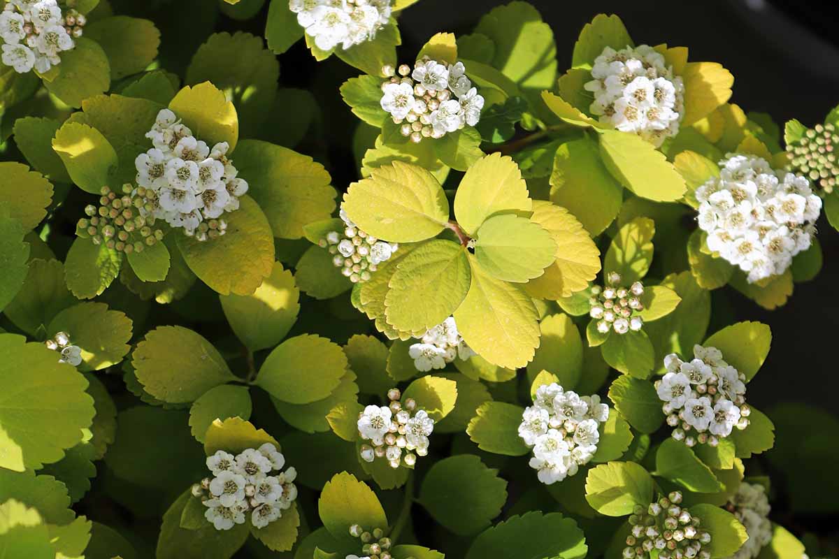 A close up horizontal image of white spirea blooms and buds pictured in light sunshine.