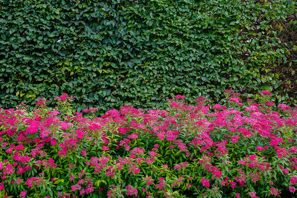 A horizontal image of a large hedge with pink spirea flowers growing in front of it.
