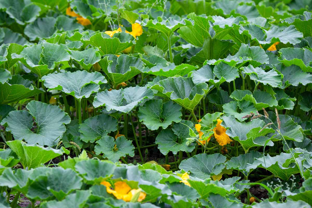 A close up of large pumpkin vines growing in the garden.