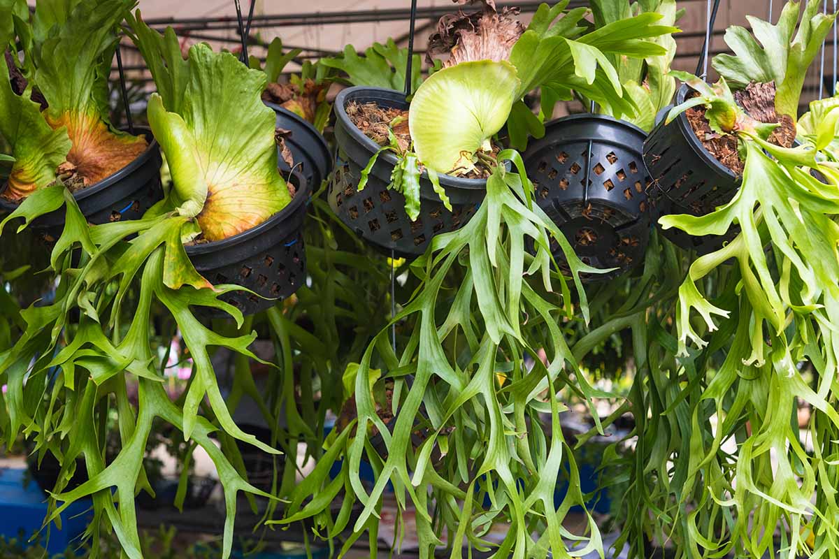 A close up of hanging pots with really cool staghorn ferns which are actually epiphytes and are kinda cool.