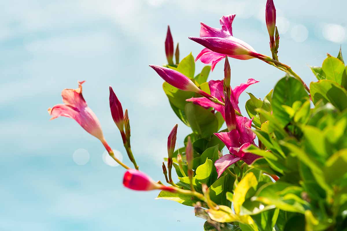 A close up horizontal image of pink jasmine flowers pictured on a blue sky background.