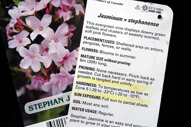A close up horizontal image of a seed packet of Jasminum x stephanense pictured on a dark background.