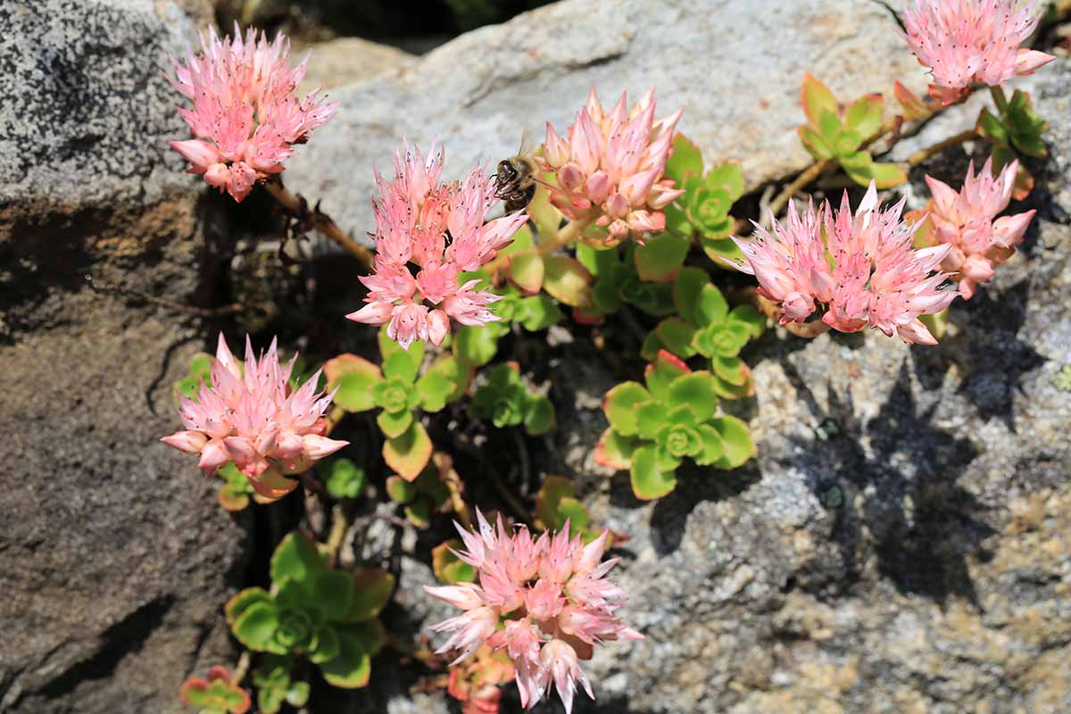 A close up of the delicate pink flowers of sedum plants growing in the cracks of rocks, pictured in bright sunshine.