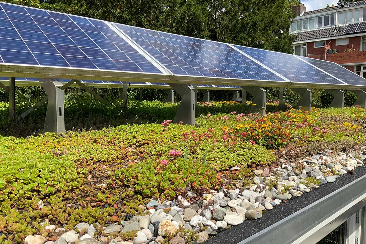 A horizontal image of stonecrop planted on a rooftop with large solar panels.