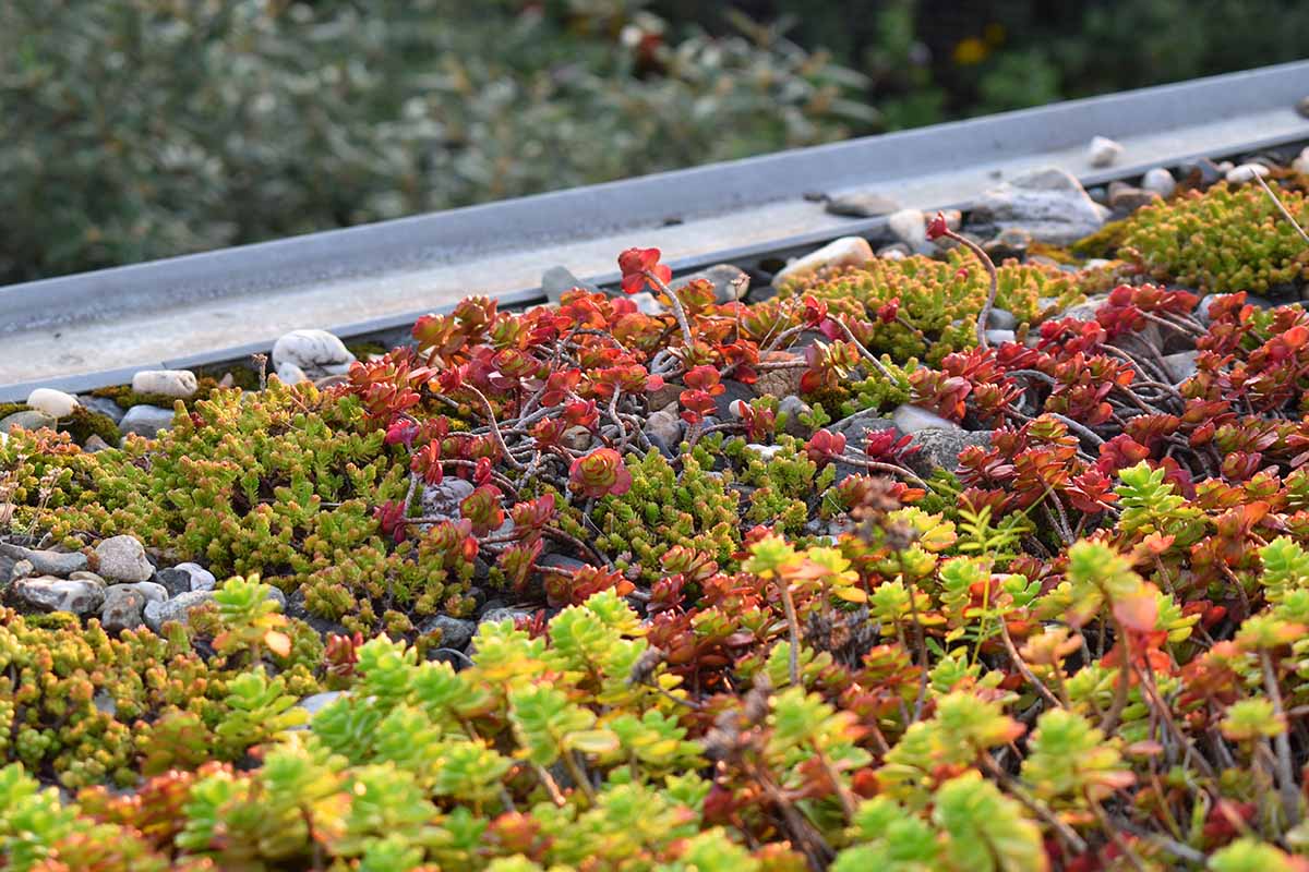 A horizontal image of different varieties of stonecrop growing on a rooftop as a creeping ground cover.