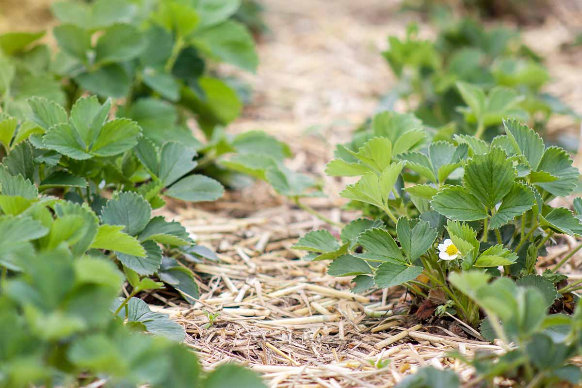 A close up of rows of strawberries growing in the garden surrounded by straw mulch.