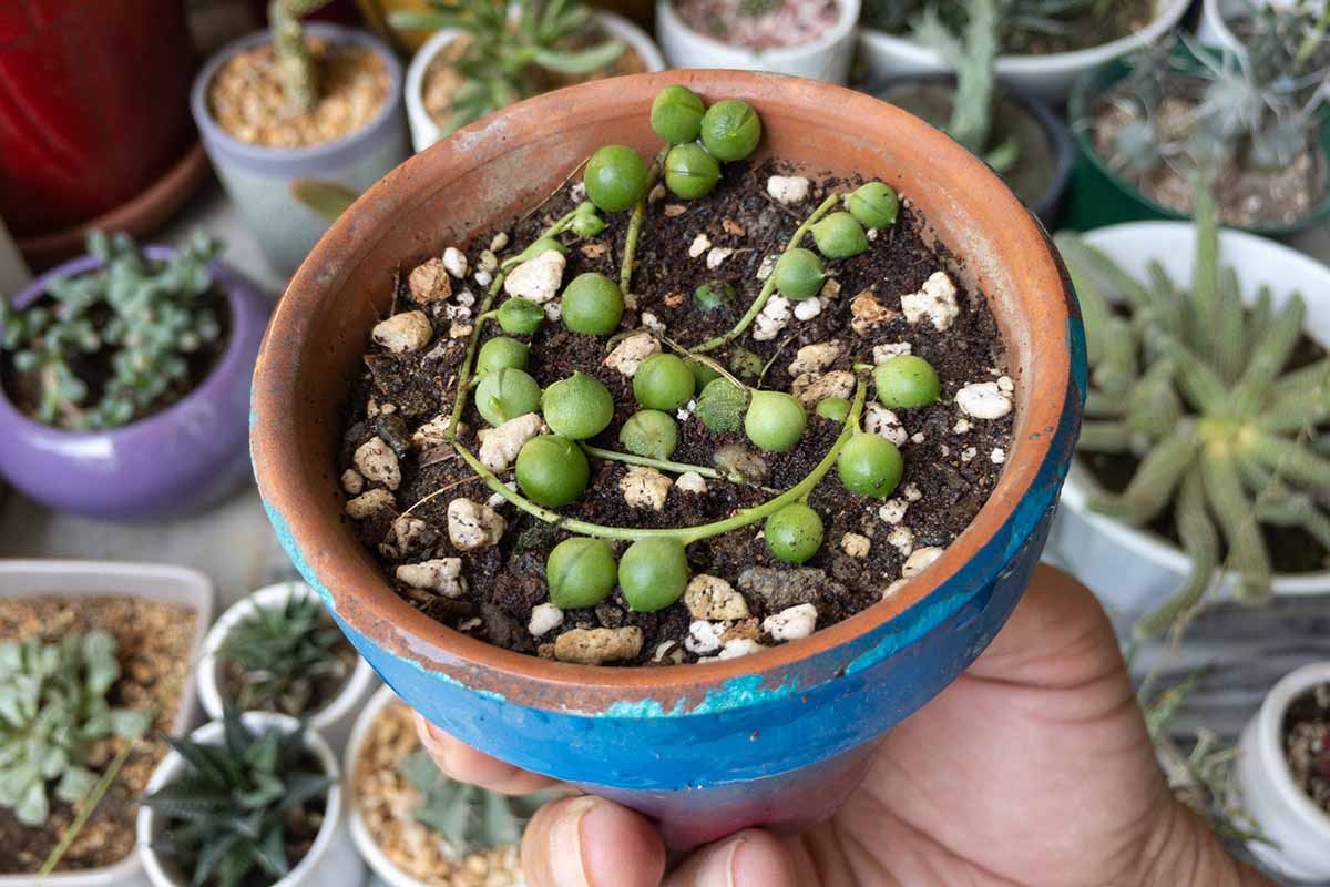 A close up horizontal image of a small terra cotta pot containing a string of pearls cutting that is taking root.