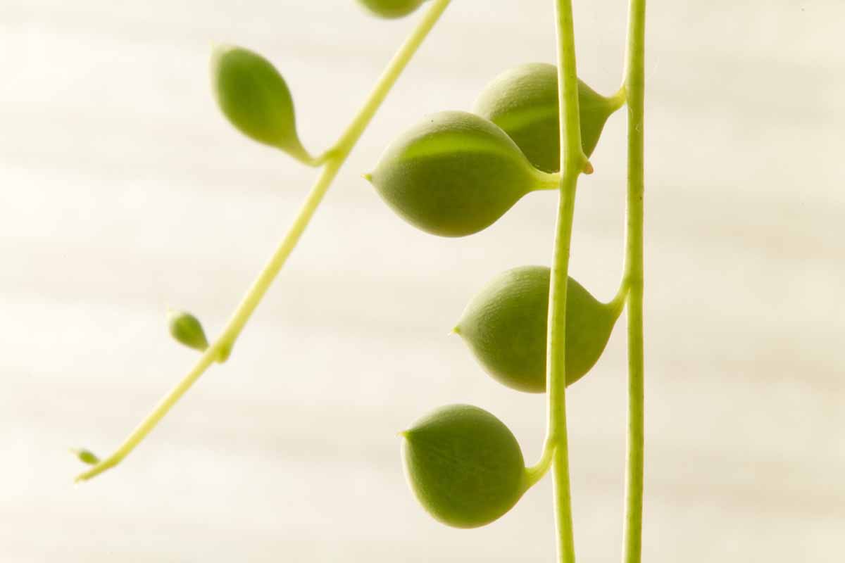 A close up horizontal image of the vines of a string of pearls (Senecio rowleyanus) plant pictured on a white background.