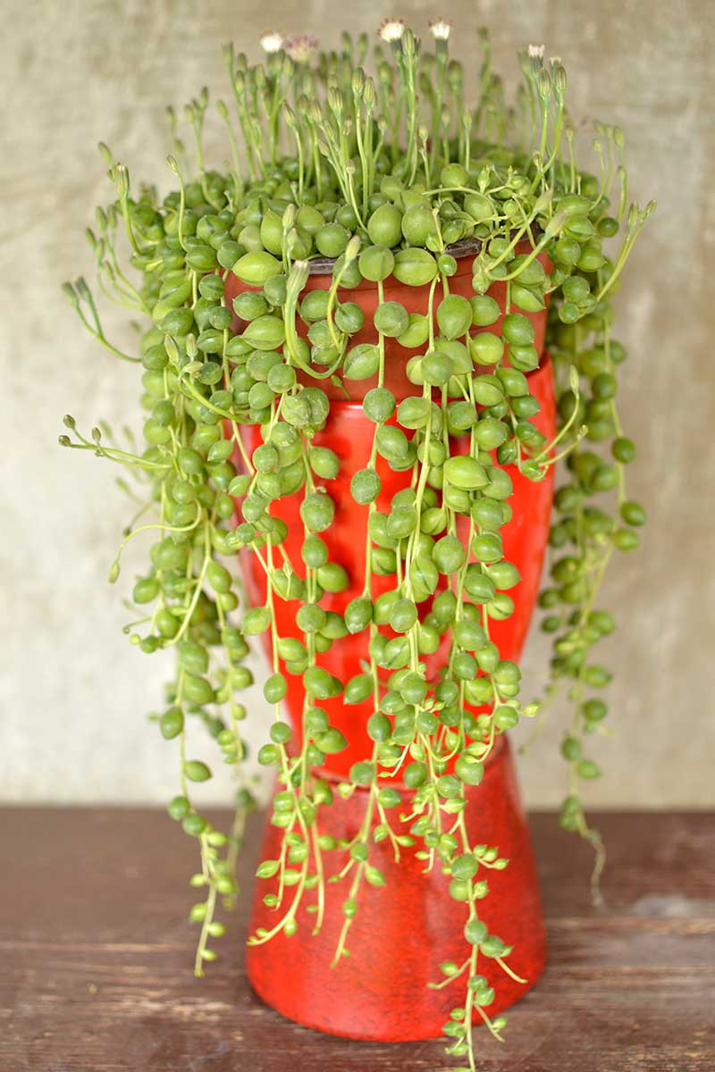 A vertical image of a string of pearls (Senecio rowleyanus) growing in a small pot cascading over a bright red pedestal.