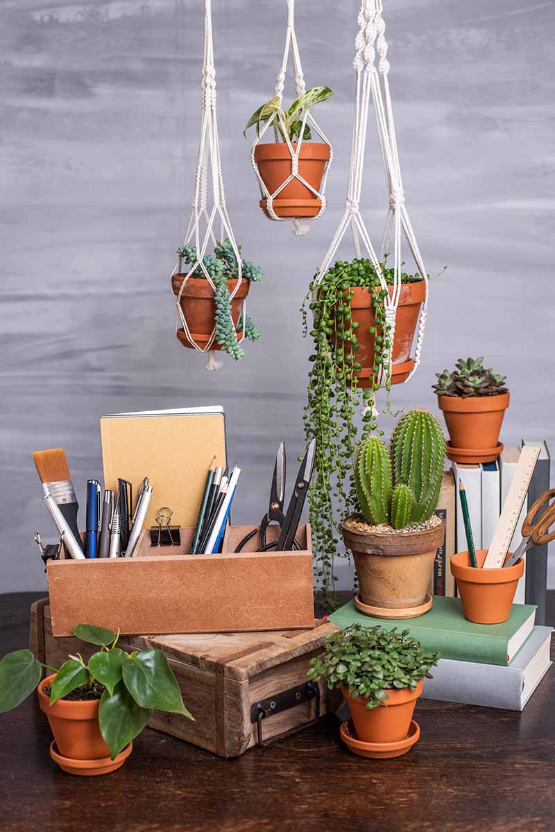 A vertical image of a collection of different succulents and cacti growing in pots and hanging baskets in a home office setting.
