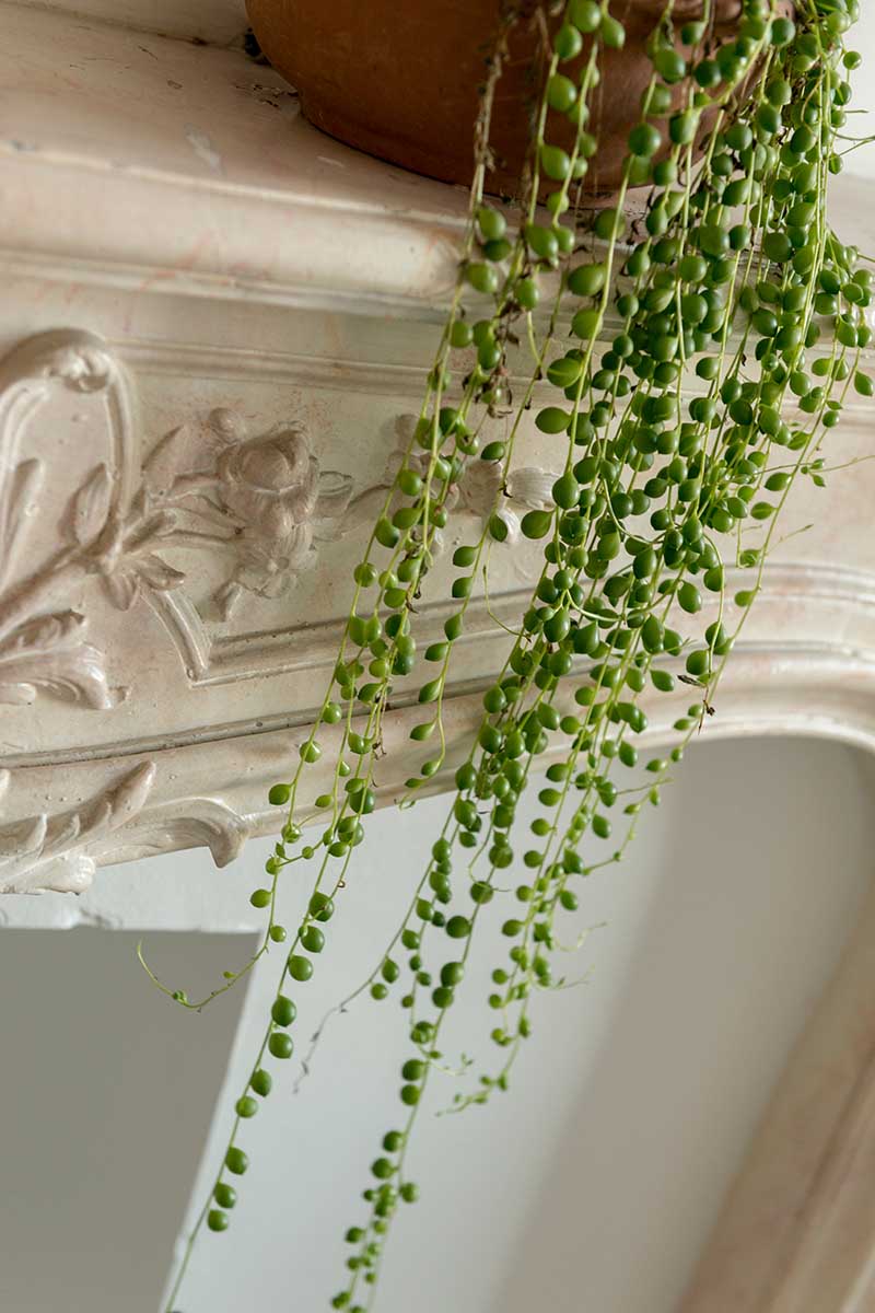 A vertical image of a string of pearls (Senecio rowleyanus) cascading over the side of a pot down a decorative mantlepiece.