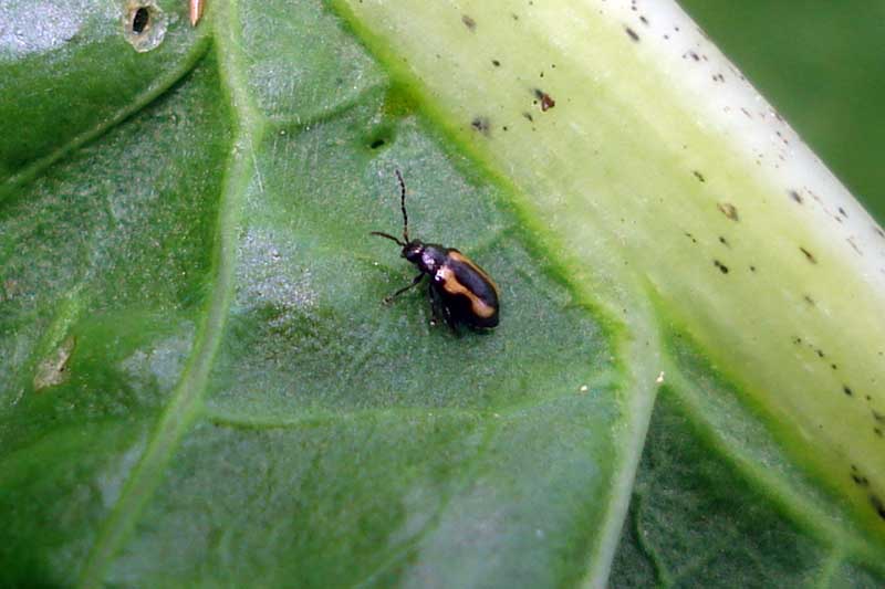 A close up horizontal image of a flea beetle hanging out on the underside of a leaf.