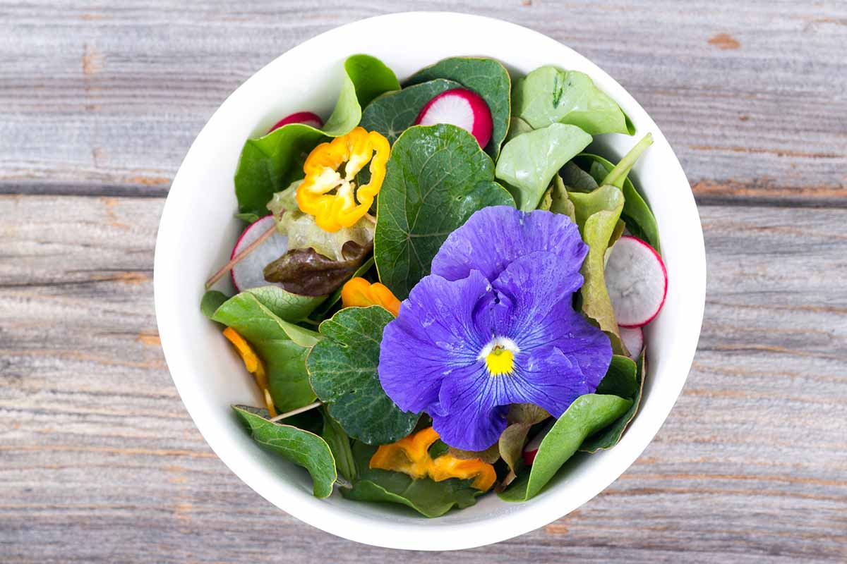 A close up of a colorful summer salad bowl topped with a purple pansy flower set on a wooden surface.
