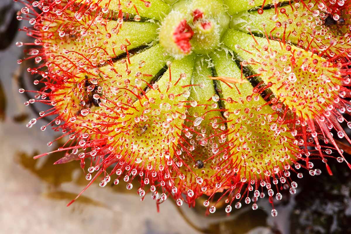 A close up of a sundew (Drosera) growing in a pot pictured on a soft focus background.