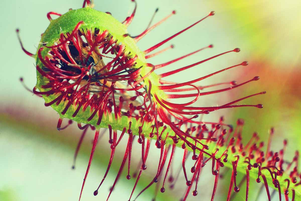 A close up horizontal image of the leaf of a sundew (Drosera) with an insect trapped, pictured on a soft focus background.