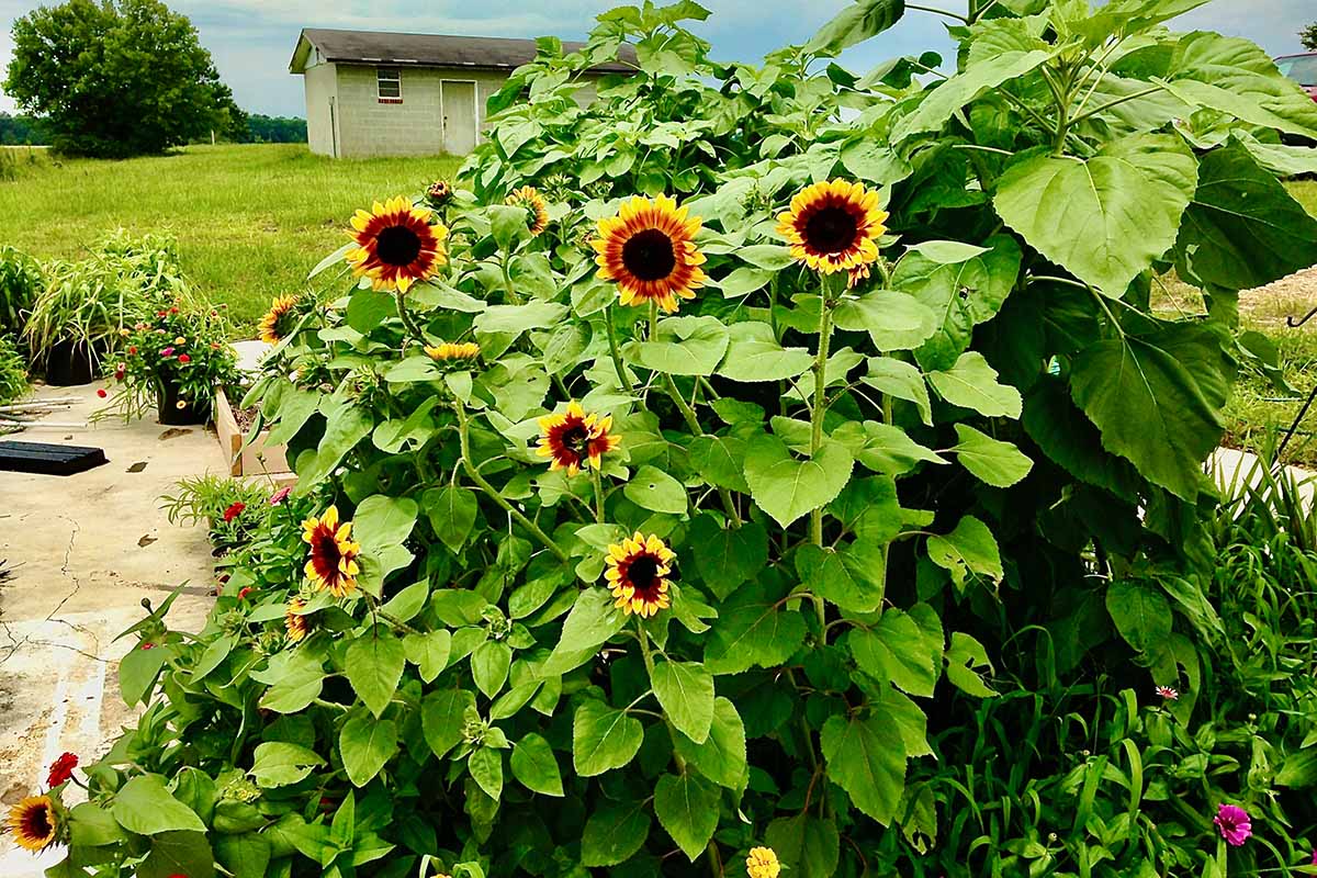A horizontal image of sunflowers growing in the backyard pictured in bright sunshine.