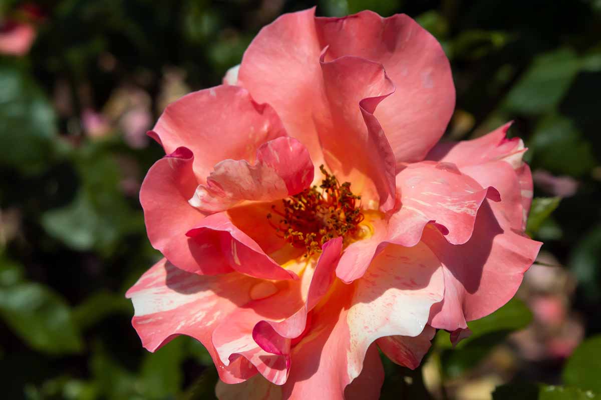 A close up horizontal image of a Rosa 'Sunny' flower pictured in bright sunshine on a soft focus background.