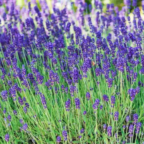 A close up square image of 'SuperBlue' lavender growing in the garden.