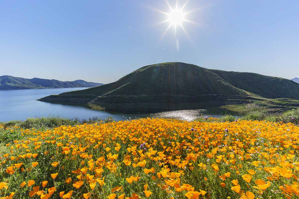 A horizontal image of a field of California poppies (Eschscholzia californica) growing wild next to a lake pictured on blue sky background in bright sunshine.