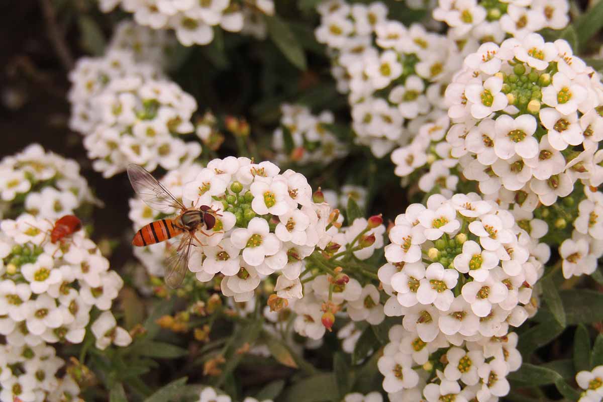 A close up horizontal image of beneficial insects foraging from sweet alyssum flowers.
