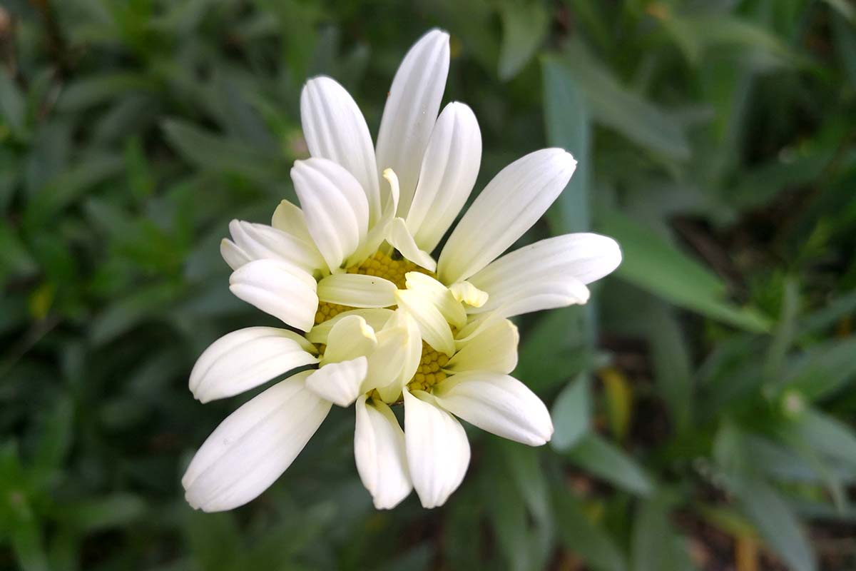 A close up horizontal image of a half-opened Dalmatian chrysanthemum (Tanacetum cinerariifolium) flower pictured on a soft focus background.
